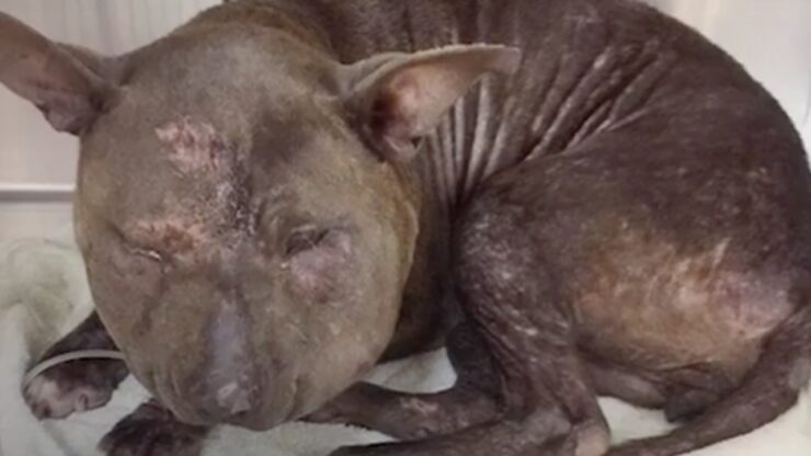 Cagnolina maltrattata dall'uomo
