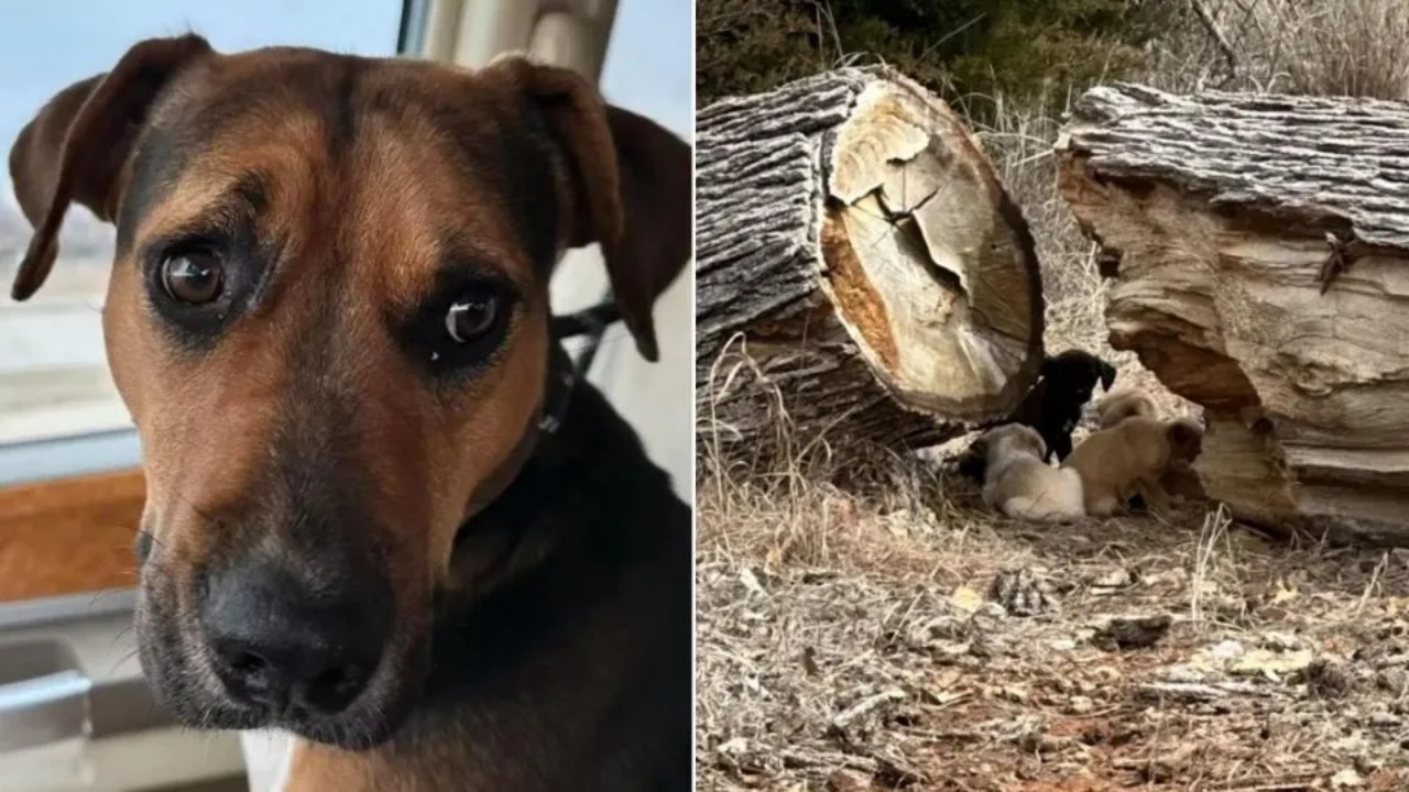 Cagnolina nasconde i cuccioli in un tronco di albero