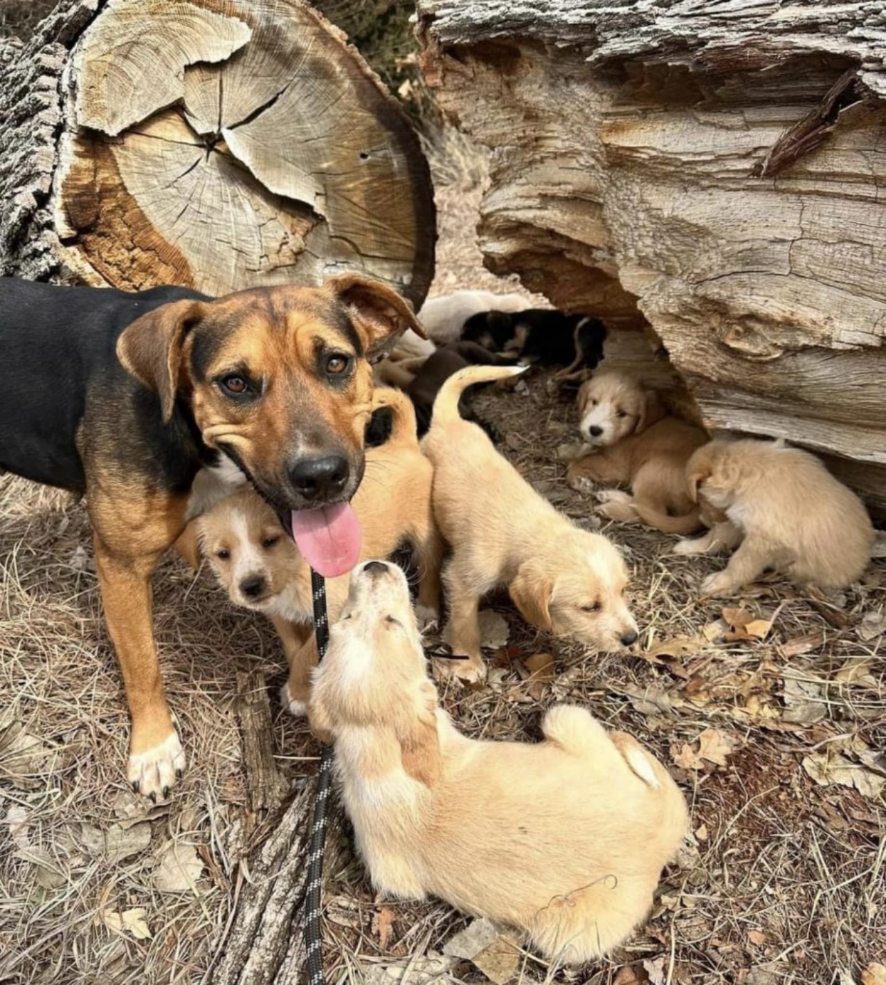 Cagnolina nasconde i cuccioli in un tronco di albero