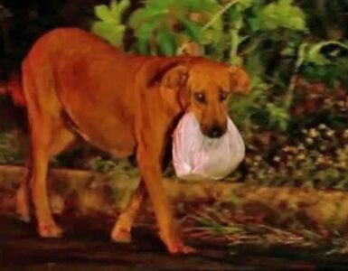 Cagnolina percorre 3 km per recuperare cibo