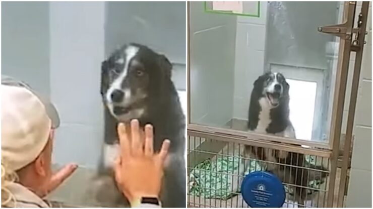 Cagnolina ritrova la sua famiglia dopo essersi persa