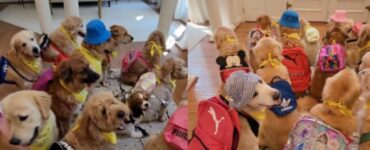 Cagnolini tornano a scuola con lo zainetto sulle spalle
