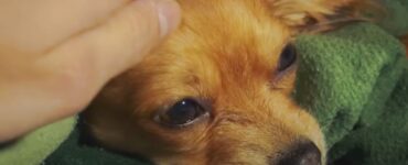 Cagnolino adottato e rifiutato 7 volte