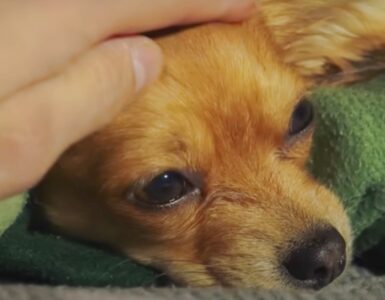 Cagnolino adottato e rifiutato 7 volte