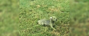 Cagnolino corre nel prato e diventa verde