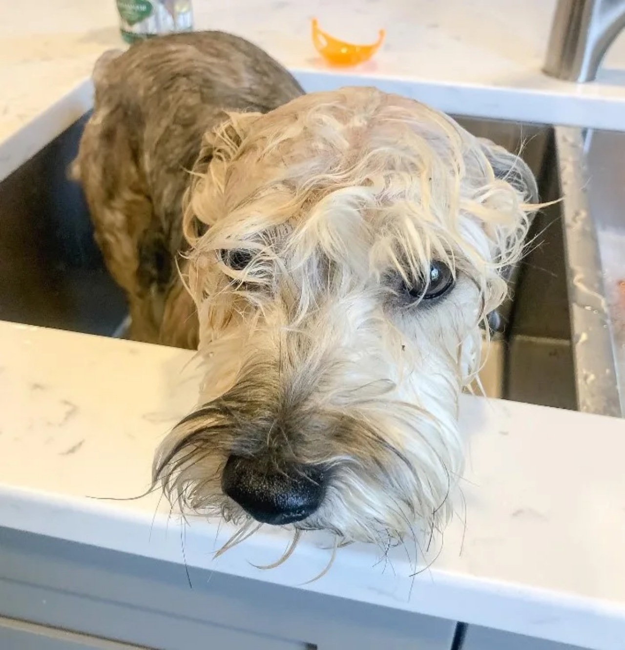 Cagnolino corre nel prato e diventa verde