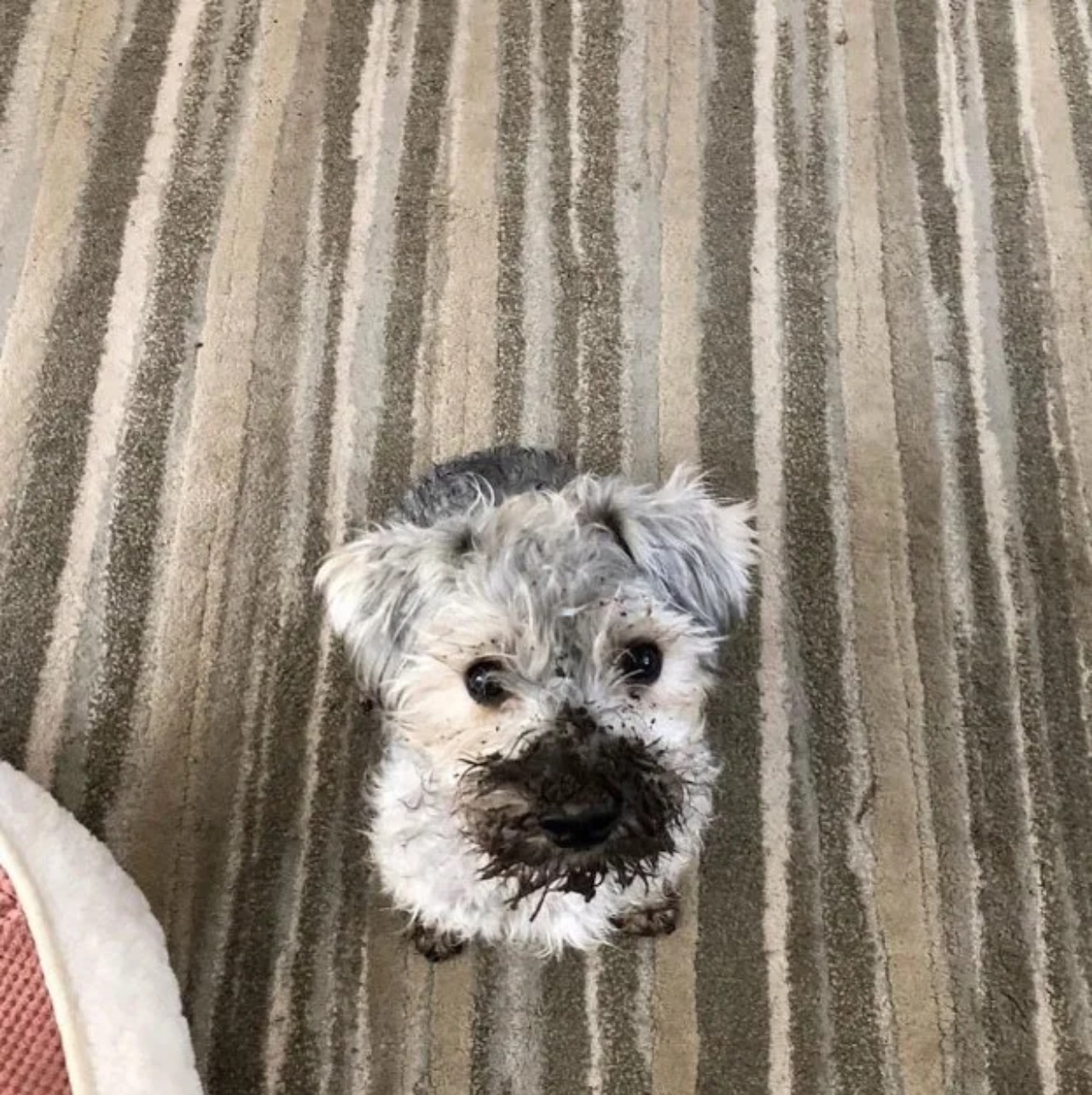 Cagnolino corre nel prato e diventa verde