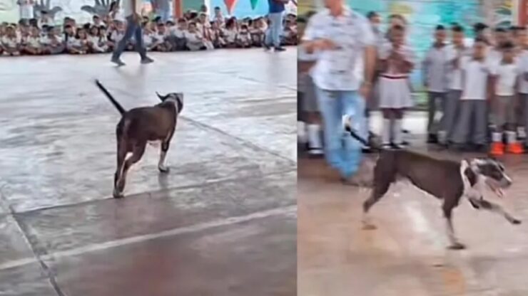 Cagnolino felice per la fine delle vacanze