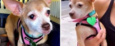 Cagnolino morde la volontaria che cerca di aiutarlo