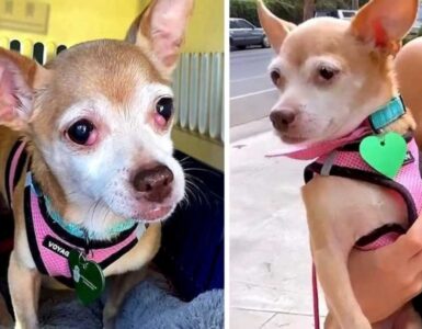 Cagnolino morde la volontaria che cerca di aiutarlo