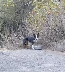 Cagnolino nella foresta abbandonato dai suoi proprietari