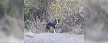 Cagnolino nella foresta abbandonato dai suoi proprietari