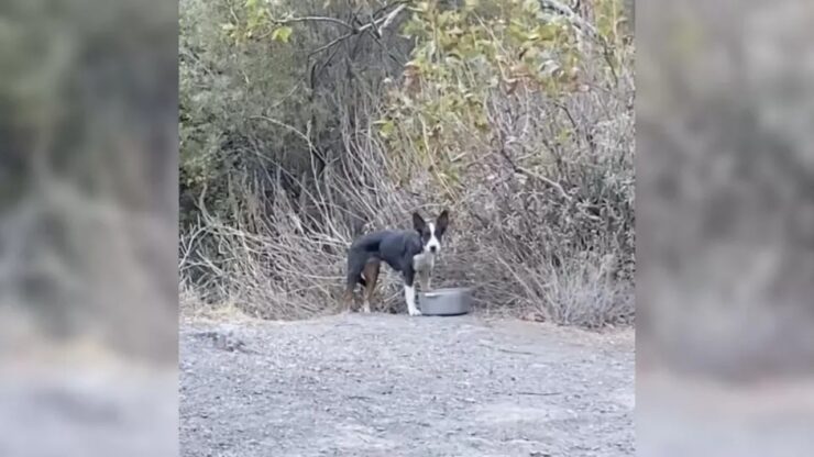 Cagnolino nella foresta abbandonato dai suoi proprietari