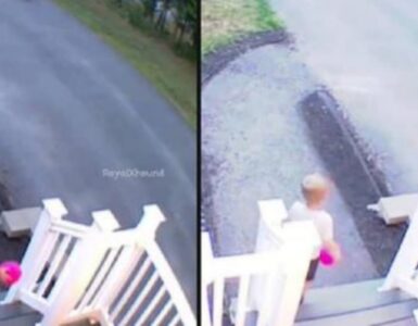 Cagnolino salva un bambino da un altro cane
