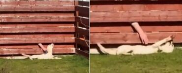 Cagnolino va sempre dal vicino a rubare le coccole