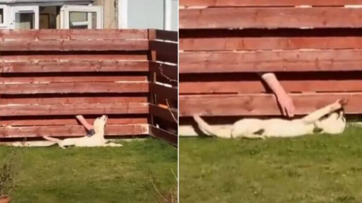 Cagnolino va sempre dal vicino a rubare le coccole