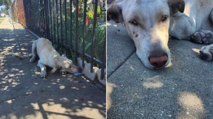 Cane abbandonato dalla sua famiglia