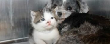 Cane aiuta un gattino caduto in un burrone