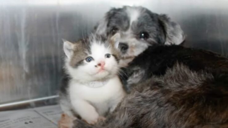 Cane aiuta un gattino caduto in un burrone