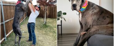 Cane alto conquista il record