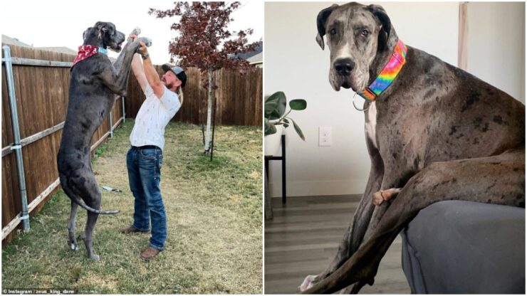 Cane alto conquista il record
