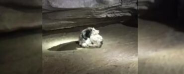 Cane cade in una grotta e viene ritrovato dopo 2 mesi