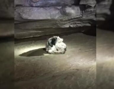 Cane cade in una grotta e viene ritrovato dopo 2 mesi