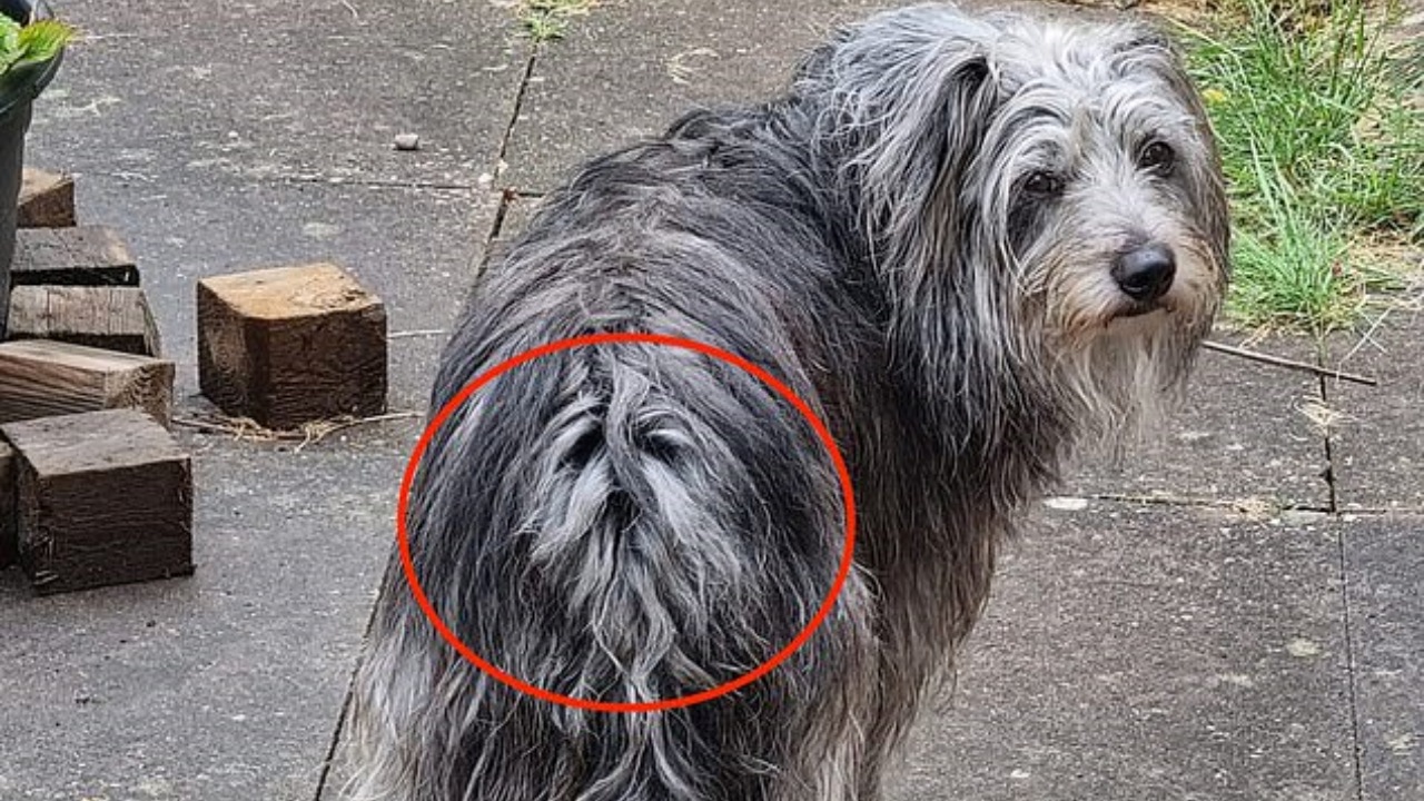Cane con due facce fa impazzire il web