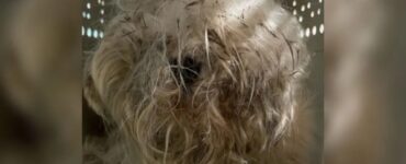 Cane con il mantello sporco diventa bellissimo dopo la tosatura