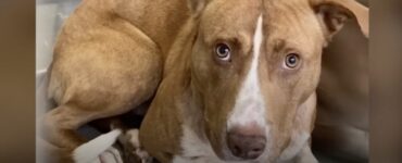 Cane con un collare stretto intorno al collo
