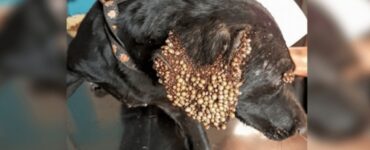 Cane con zecche in pessime condizioni
