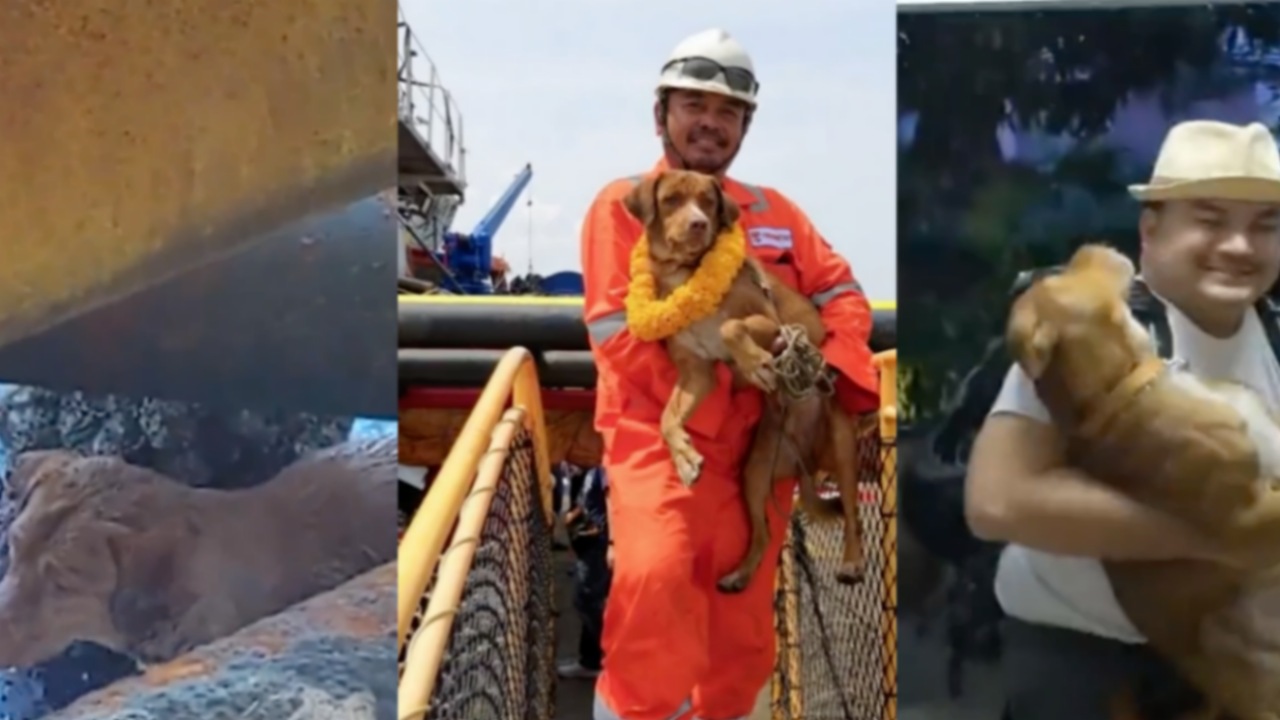 Cane in mare salvato da un uomo