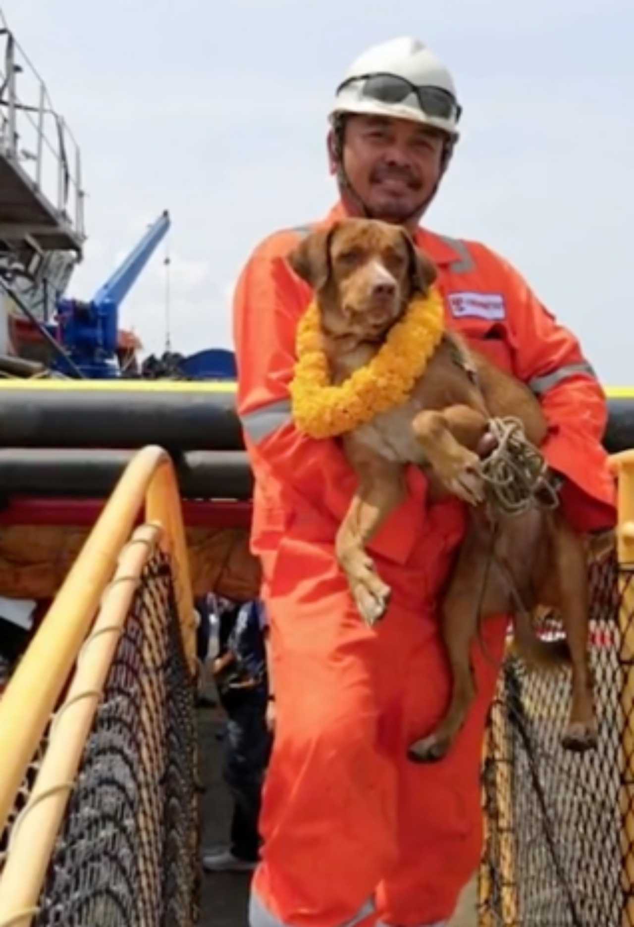 Cane in mare salvato da un uomo