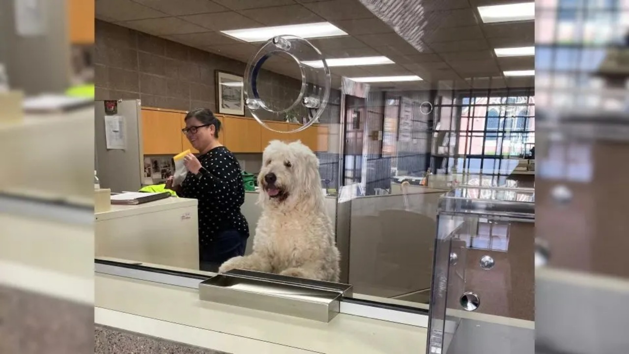 Cane in stazione di polizia attente i suoi padroni