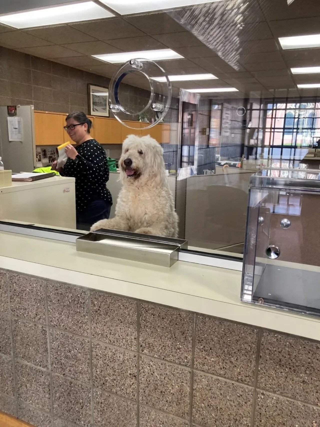 Cane in stazione di polizia attente i suoi padroni