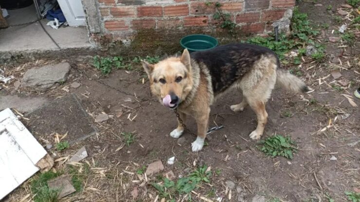 Cane incatenato per tutta la vita