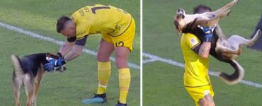 Cane interrompe una partita di calcio