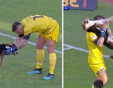 Cane interrompe una partita di calcio
