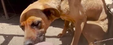 Cane legato ad una roulotte da un mese