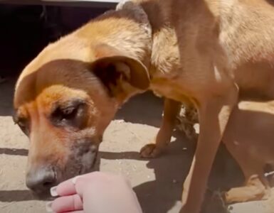 Cane legato ad una roulotte da un mese
