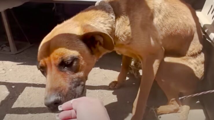 Cane legato ad una roulotte da un mese