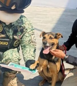 Cane partecipa ad una parata e diventa una celebrità