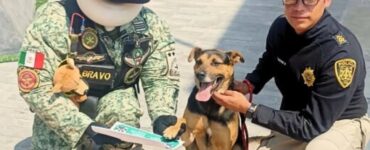 Cane partecipa ad una parata e diventa una celebrità