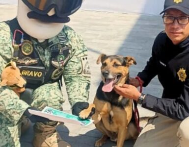Cane partecipa ad una parata e diventa una celebrità