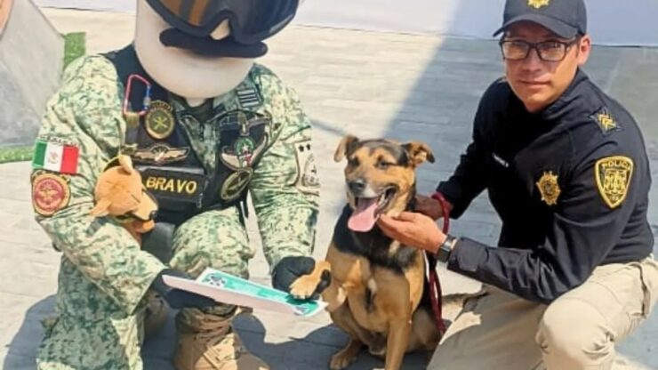 Cane partecipa ad una parata e diventa una celebrità
