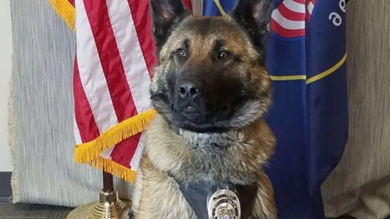 Cane poliziotto va in pensione