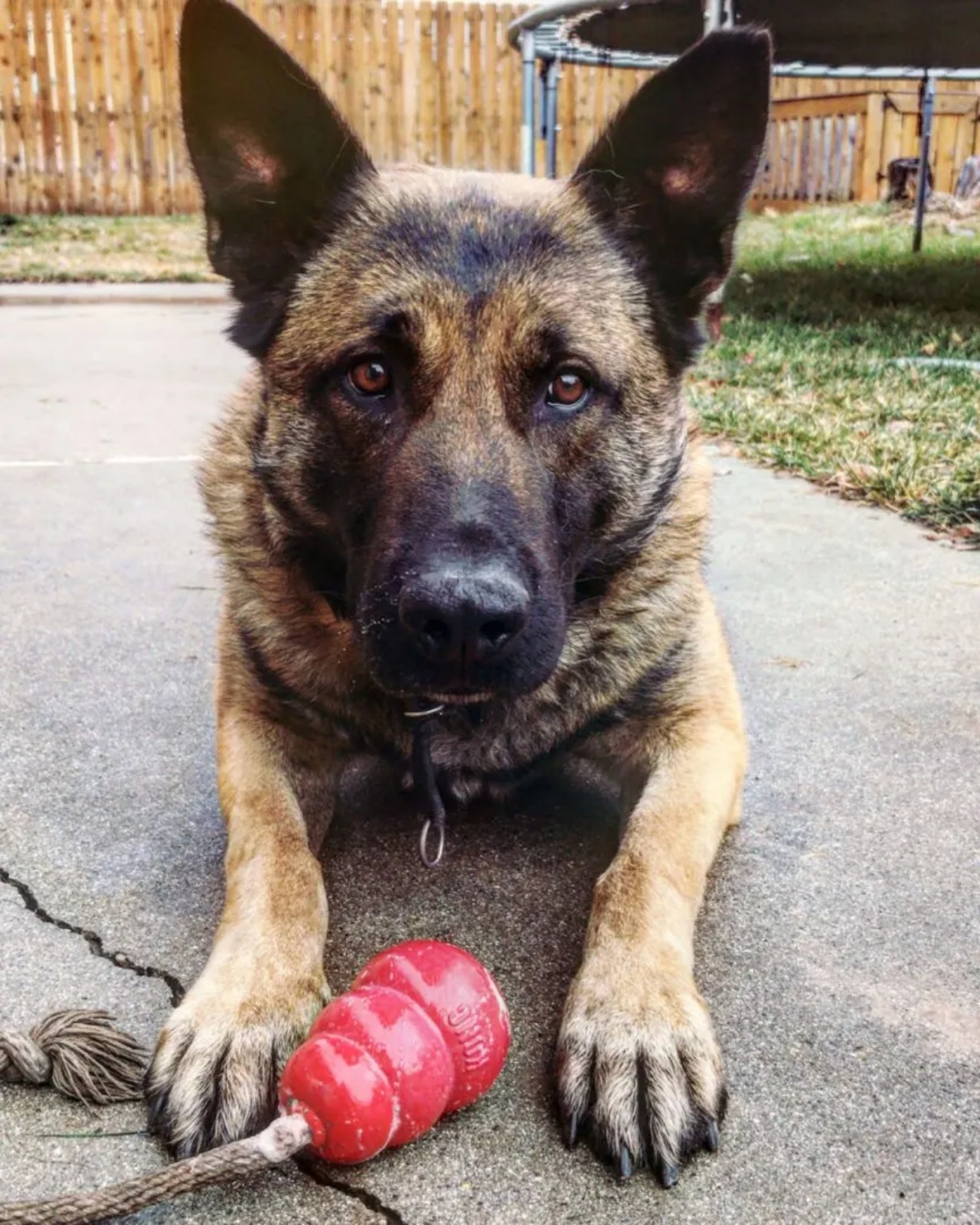 Cane poliziotto va in pensione