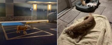 Cane protegge i cuccioli non suoi