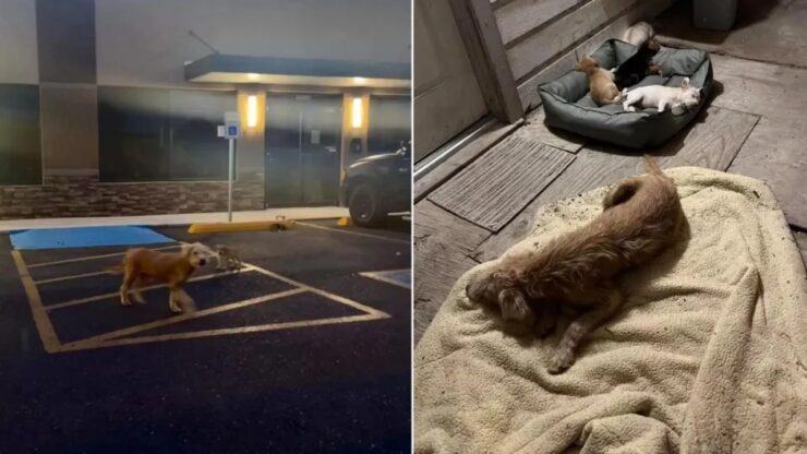 Cane protegge i cuccioli non suoi