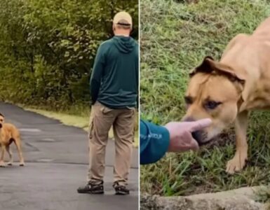 Cane randagio spaventato somiglia a Scooby Doo